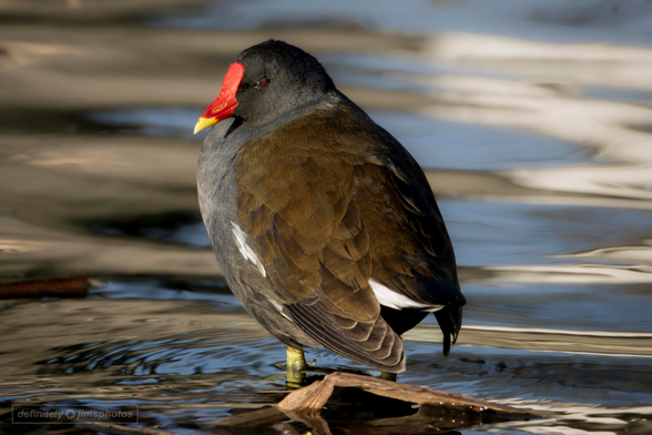 a black water bird with a red and yellow bill