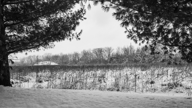 Black and white image of a barren field in winter. Two pine trees act like curtains on either side of the scene. 