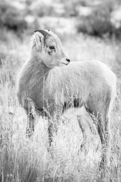 A young bighorn sheep with short curved horns, standing in tall grass, its head turned to the side.
