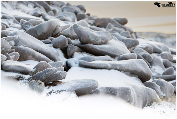 A photo of a mountain hare sitting in a form, between rocks high on the hills in Scotland, with a covering of snow around, late afternoon, with the sun setting in the distance behind some light clouds.