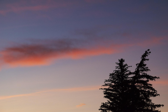 Two dark evergreen treetops at right beneath a pastel dawn sky, with streaks of soft pink clouds fading into lavender and pale blue.