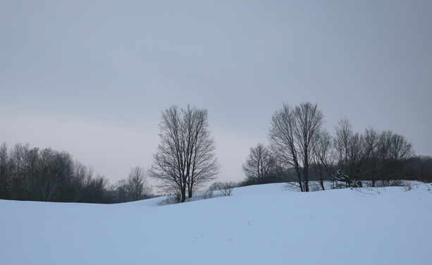Photograph of a rural winter landscape, showing a field covered in bluish snow, with a few bare trees in the middle and a forest edge in the background, under a grey-blue sky.

Photographie d'un paysage rural et hivernal, montrant un champ recouvert de neige bleutée, avec quelques arbres dénudés au milieu et une lisière de forêt à l'arrière, sous un ciel gris-bleu.