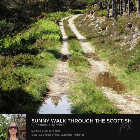 Coloured photograph featuring the design- 

Sunny Walk through the Scottish Highlands.

I took this photo during a lovely summer nature walk through the Scottish Highlands.

Features a narrow dirt path winding through a dense Pine forest, with patches of sunlight illuminating the way. 

Small puddles reflect the surrounding trees as Heather and Ferns provide an abundance of groundcover. 

Click links on the main post for more options.
