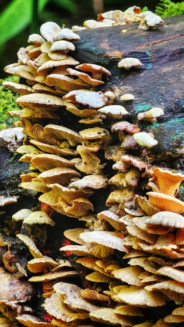 A close-up vertical shot showing a dense cluster of shelf-like mushrooms growing on the side of a decaying dark brown log. The fungi feature cream and golden-yellow caps with highly textured gills visible underneath, overlapping one another in a cascading formation. Patches of green moss and dark bark provide a contrasting background to the bright, intricate mushroom colony.