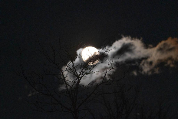 A bright moon partially obscured by a drifting cloud glows behind the silhouette of bare tree branches against a dark night sky.