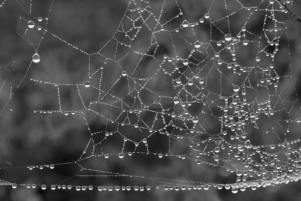 Black-and-white photo of a spider's web with raindrops. Background is mottled grays, raindrops white and sparkly.