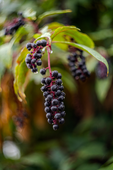 The image features a cluster of dark purple berries hanging from a reddish stem. The berries are coated with small droplets of water, indicating a recent rain or morning dew. Behind the berries, the leaves are elongated and green with slightly serrated edges. The background consists of soft-focus foliage.