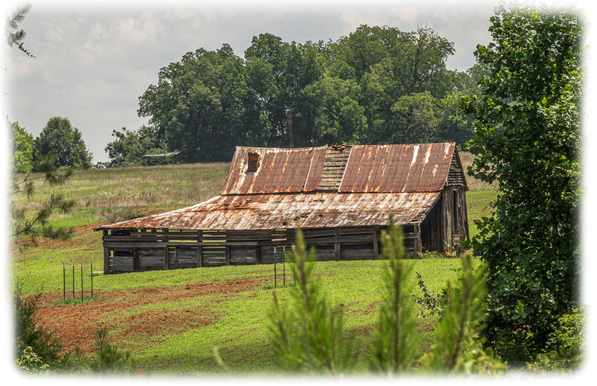 A weathered wooden barn with a severely deteriorating corrugated metal roof showing extensive rust in orange-brown tones and multiple holes. The barn features dark, aged vertical wooden siding and horizontal slat construction. It sits in a rural pastoral setting with lush green grass in the foreground and a gently sloping hill with dried golden grass behind it. Dense clusters of mature deciduous trees with full green canopies frame the background. A simple wire fence runs in front of the structure. Young evergreen shrubs or small trees appear in the foreground, slightly out of focus. The overcast gray sky suggests humid or stormy weather conditions. The image has a soft vignette border effect.