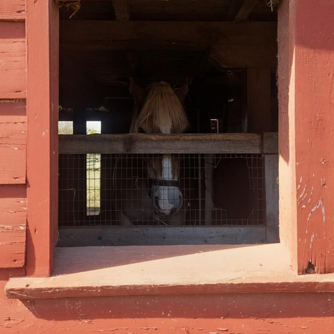 A light-maned horse stands partially obscured in the shadows of a red wooden stable, visible through a square window framed by weathered wood and chicken wire. Sunlight highlights the tips of the horse’s mane while the rest of its face remains dimly lit, creating a contrast between the bright exterior and the dark interior of the stall. The worn red paint and rustic textures emphasize the aged character of the barn.