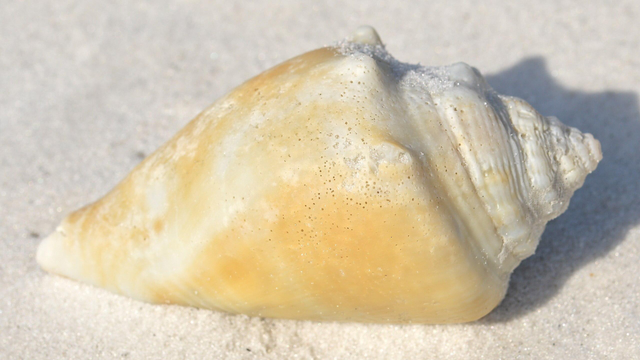 A photo of a worn conch shell on the sand of a beach.