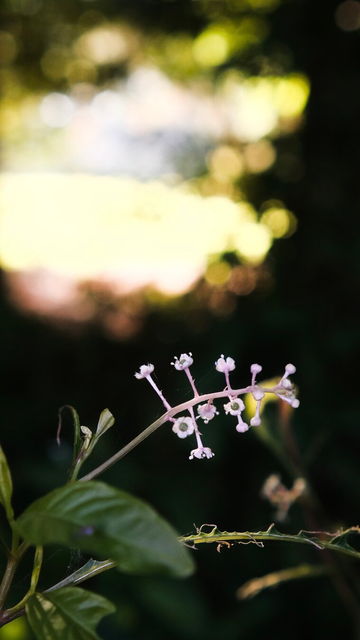 A wildflower bunch is sharp in the foreground and on the bottom right side. The top of the picture is the blurry background of a clearing through some trees.