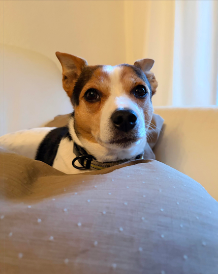 Ein kleiner Hund schaut hinter einem Kissen hervor. Digitale Farbaufnahme mit Smartphone.