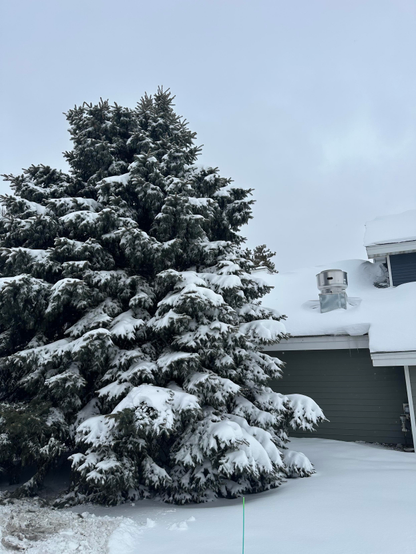 Snow capped pine tree on left. Snow covered green building next to it on right. 