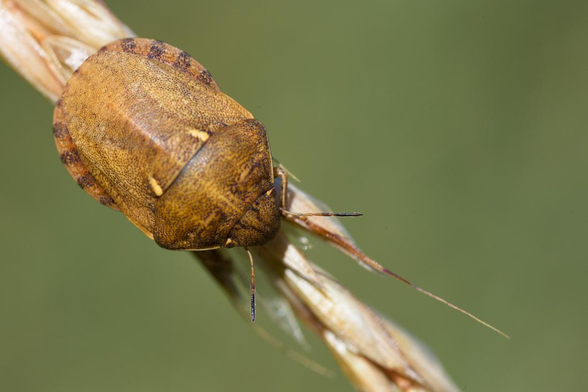Punaise à l'allure de tortue qui lui donne son nom. De couleur beige marron, elle est posée sur un épi de graminée dont elle ponctionne les grains.