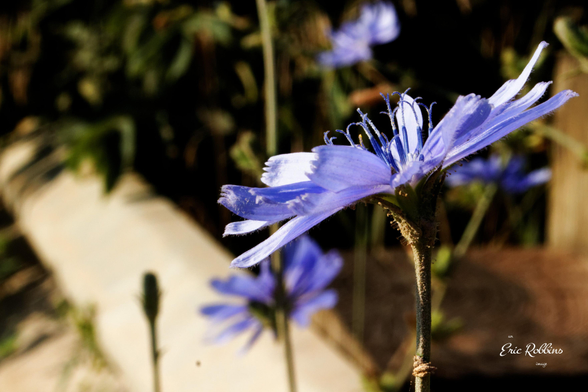 Blue Chicory flower taken from the side. The background shows a bridge railing with another flower showing against a diffuse background of greens and browns.