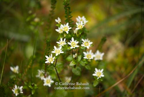 Little white flowers and green vegetation. Here's a better description found on Alaska.org: ''The 2-8" branching stems arise from a few egg-shaped to elliptical leaves that form a rosette at the base. The white flowers have 5 petals, purplish spots or streaks and are often tinged with blue underneath and open up in bright sun.'' 