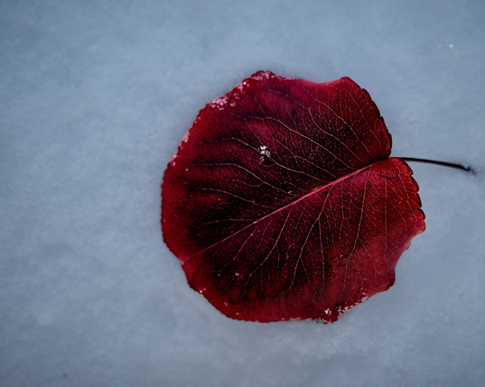 A single dark red leaf lies on smooth, pale blue-grey snow. Its veins are sharp, and the snow around it is unmarked.