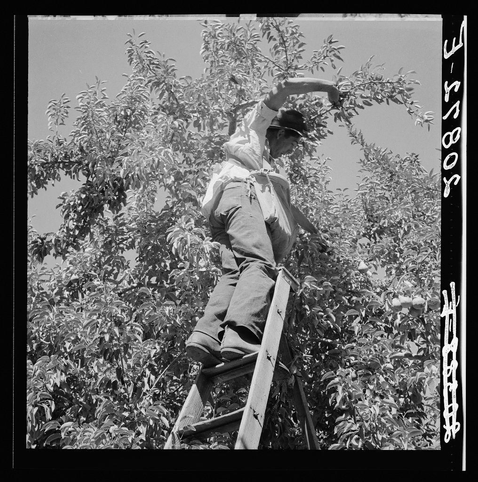 The image is a black and white photograph depicting an individual working on tree branches, specifically pear trees. The person appears to be standing atop a ladder, using their hands to manipulate the fruit from within the canopy of leaves and limbs. They are wearing casual clothing which includes trousers, shoes, and a light-colored shirt with rolled-up sleeves for ease of movement during physical labor.

The background is filled with dense foliage that indicates an orchard setting in full bloom or production season. The trees have clusters of pears attached to their branches, suggesting the harvest time. There's no visible fruit falling from the tree; instead, it seems like a scene capturing the meticulous manual process often associated with harvesting fruits.

The image conveys a sense of hard work and traditional agricultural practices, possibly in Washington State as suggested by references related to Yakima Valley orchards mentioned in additional information provided about this photograph. The context suggests an emphasis on human labor within agriculture, highlighting individual effort required for such tasks amidst natural surroundings.