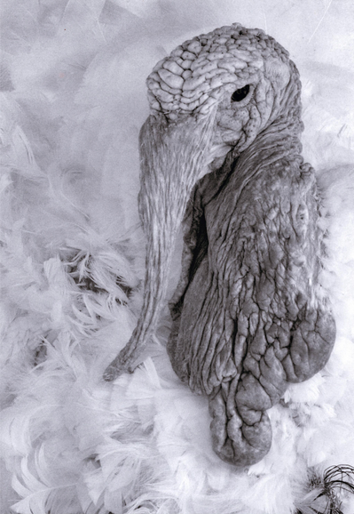 Photograph of a living turkey