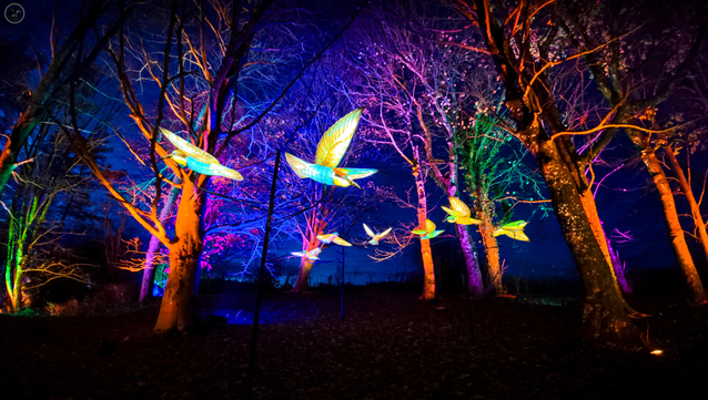 bird model lights in lit up forest at night