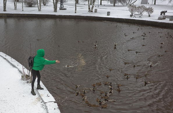 A girl in a green jacket throws food to the ducks. A dark brown pond is visible ahead, around which a part of the snow-covered park is visible.