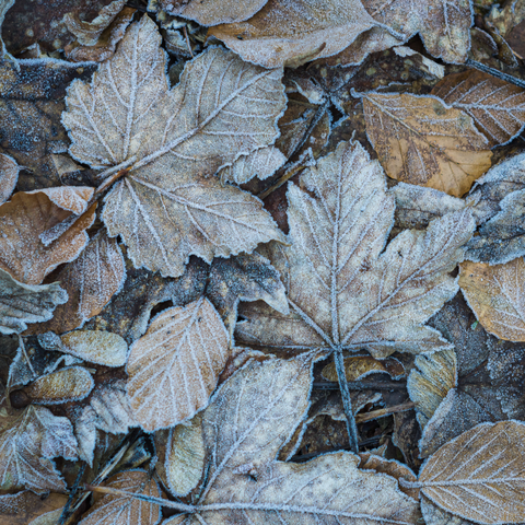 Blätter auf dem Waldboden mit Raureif