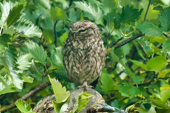 A sleepy little owl tucked into the summer leaves, blending perfectly with its woodland perch.
#Birds #lukehaigh #birdwatching #photography