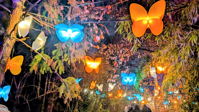 A selection of large lanterns shaped like butterflieS, in various colours and sizes, are strung up among the lower branches of trees which form an arcade.