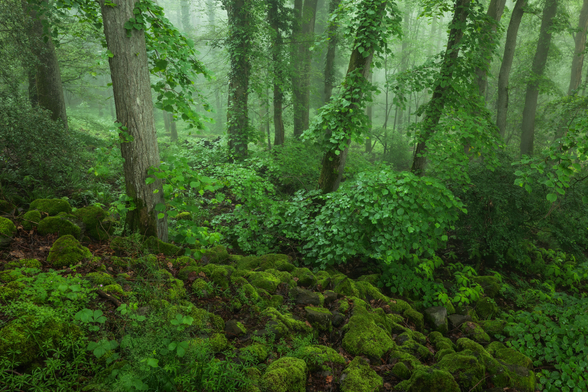 Eine sehr grüne Impression aus einem Laubwald. Steine/Felsen mit Moosbewuchs und Pflanzen im Vordergrund, dann viele Laubbäume mit viel Laub und etwas Nebel sorgt für die Stimmung in Richtung nicht weniger grünem Hintergrund.