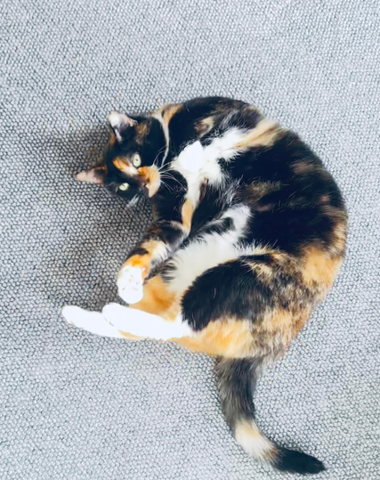 A  color photo of a calico cat. She is lying on her back, playfully twisting on a textured gray carpet. Its fur features a mix of orange, black, and white colors and she has pretty green eyes looking up at the camera. 