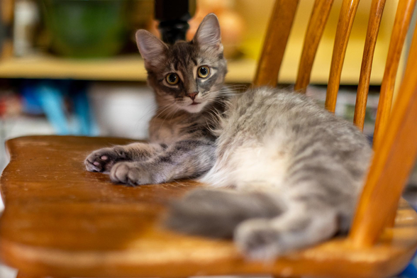 Your Daily Dose of Fluff 🐾

Luna on a lazy afternoon. 🥰
