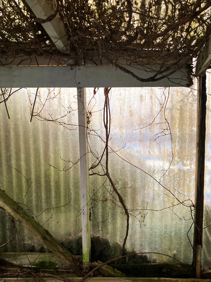 Plants growing in an abandoned greenhouse.