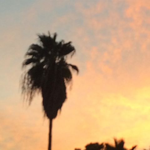 A color photo showing a palm tree silhouetted against clouds in a sunset sky. The entire image is slightly out of focus.