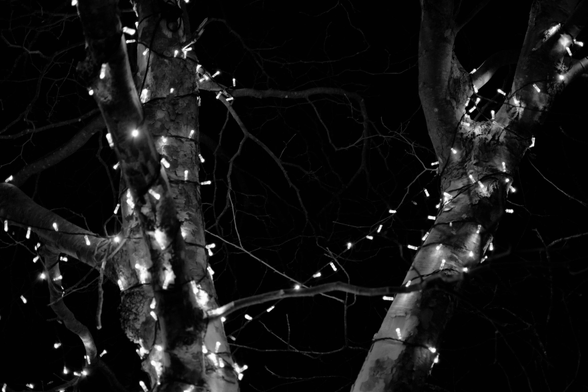 A back and white photo of bear tree branches and tree trunks. There are lights wrapped around it