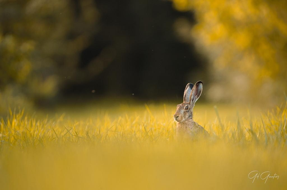 hare sitting in clearing in autumn wooded area