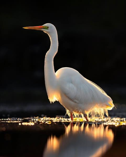 white heron/great egret at white heron sanctuary dramatic backlighting with dark surroundings