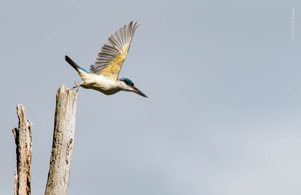 Sacred kingfisher diving