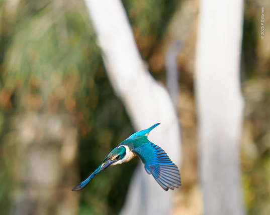 Sacred kingfisher diving