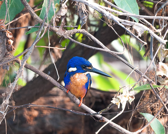Azure kingfisher perched