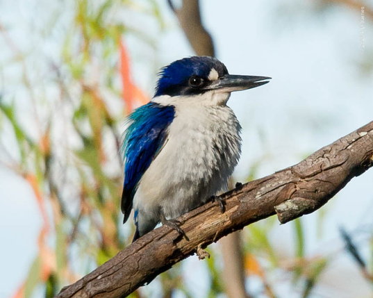 Forest kingfisher perched