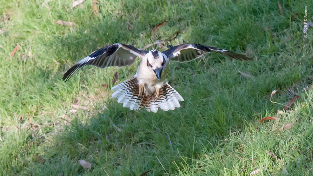 Kookaburra about to pounce