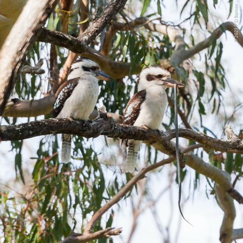 Kookaburra doing what it does best