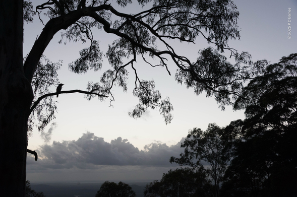 Kookaburra in natural habitat 