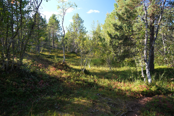 A raised bog landscape covered in green and brown shrubs and trees.