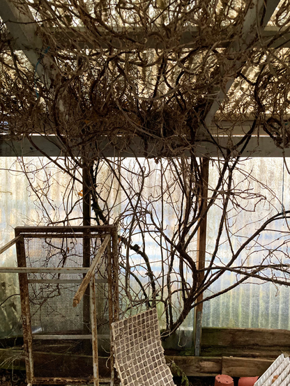 A tree growing inside an abandoned greenhouse.