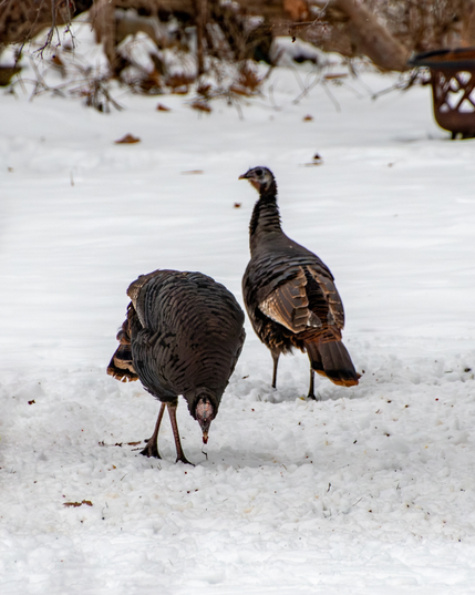 Two wild turkeys on snow. The foreground turkey is bent over pecking at some on the snow and the background turkey is on the outlook