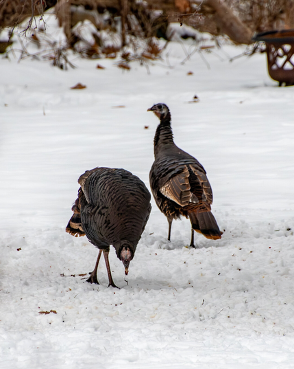 Two wild turkeys on snow. The foreground turkey is bent over pecking at some on the snow and the background turkey is on the outlook