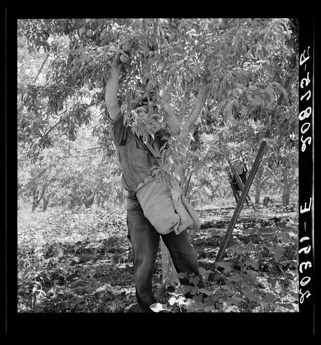 A black and white photograph depicting an individual reaching upwards to harvest pears from a tree. The person is dressed in work attire, including trousers and a protective apron, with their sleeves rolled up for easy movement during the task. They are using both hands on one of the branches laden with fruit, indicating careful selection or picking technique. A tool possibly used for supporting trees against wind stands beside them on the ground, suggesting preparedness for orchard management tasks beyond just harvesting. The background is filled with other pears and foliage, providing a sense of depth in an outdoor setting, likely part of Pleasant Hill Orchards situated within Washington's Yakima Valley region as referenced by additional information about this image.