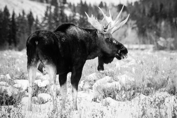 A bull moose standing in the snow-covered sage brush at Antelope Flats. In the background, a pine-covered hill.