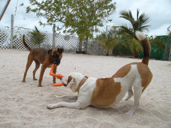 Long view of a sand yard from a dog-level perspective. There is a hurricane fence bordering the area, with white privacy picket panels attached. Just inside the fence there is a large Neem tree and, to its right, a smaller coconut palm. In the foreground, two dogs are playing, each with one end of a stretchy rubber toy in their jaws. They are captured mid-move, each unwilling to let go. The closest dog white with brown patches and is in play stance: chest on the sand, butt in the air, tugging hard at the toy. The other dog is all brown and up on all fours.
